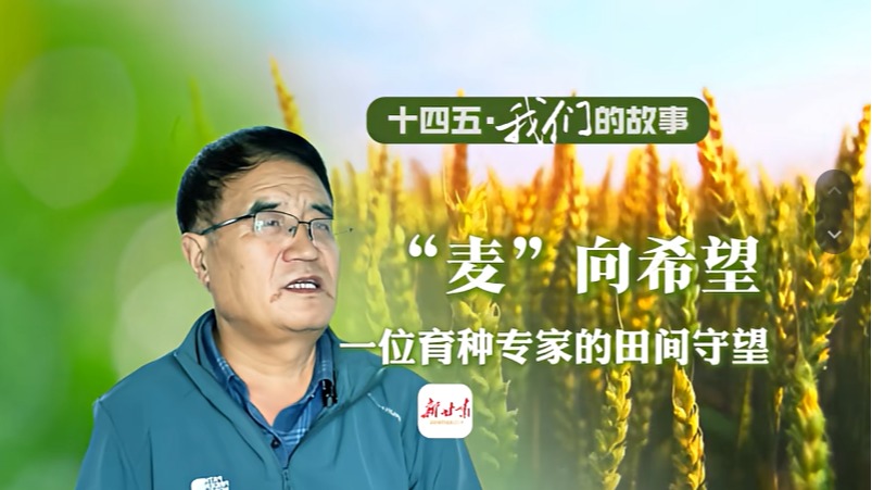 【新甘肃】【十四五▪我们的故事】“麦”向希望 一位育种专家的田野守望