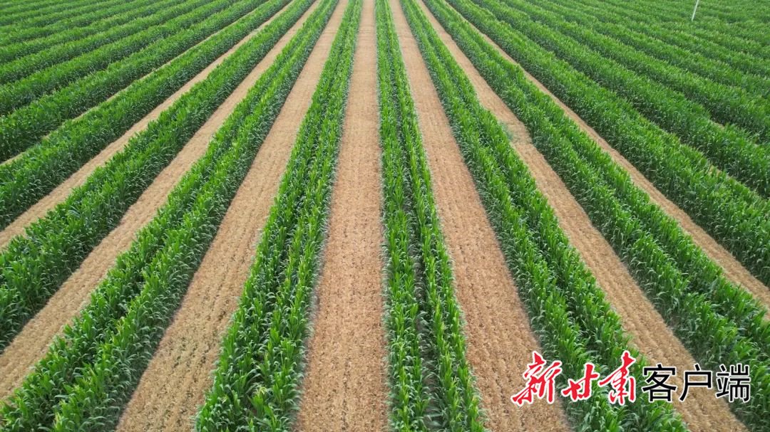 【新甘肃】奋力开创全省“三农”高质量发展新局面——省委农村工作会议在全省干部群众中引发热烈反响