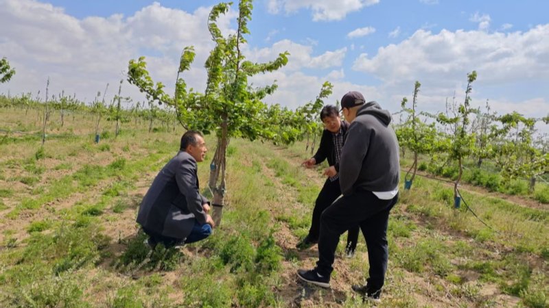 土肥所科技人员在镇原县开展“三区”科技服务