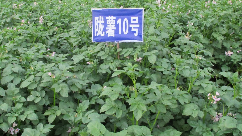 甘肃省农科院育成的3个马铃薯品种入选2025年农业主导品种、骨干和成长型品种