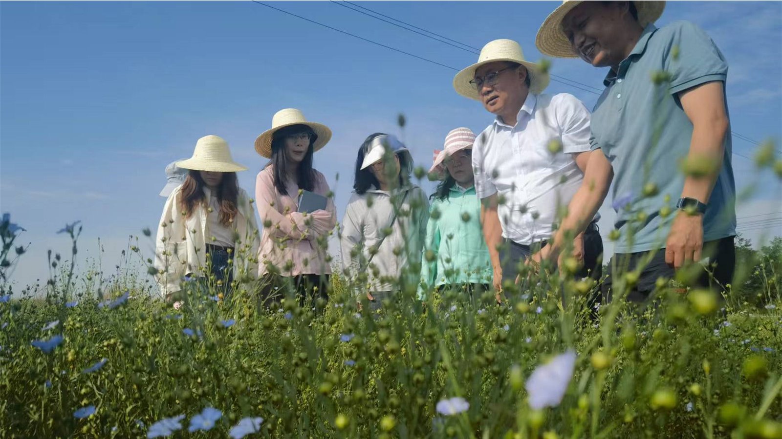 【新甘肃】一粒胡麻籽的蝶变——国家特色油料产业技术体系观摩及产业发展研讨会见闻