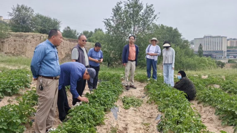 马铃薯研究所科技人员赴临夏州东乡县开展早熟马铃薯测产活动