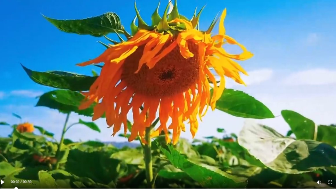 【新甘肃】向阳而生 逐光而行——甘肃省油料产业体系创新技术推动河西走廊向日葵产业提质增效