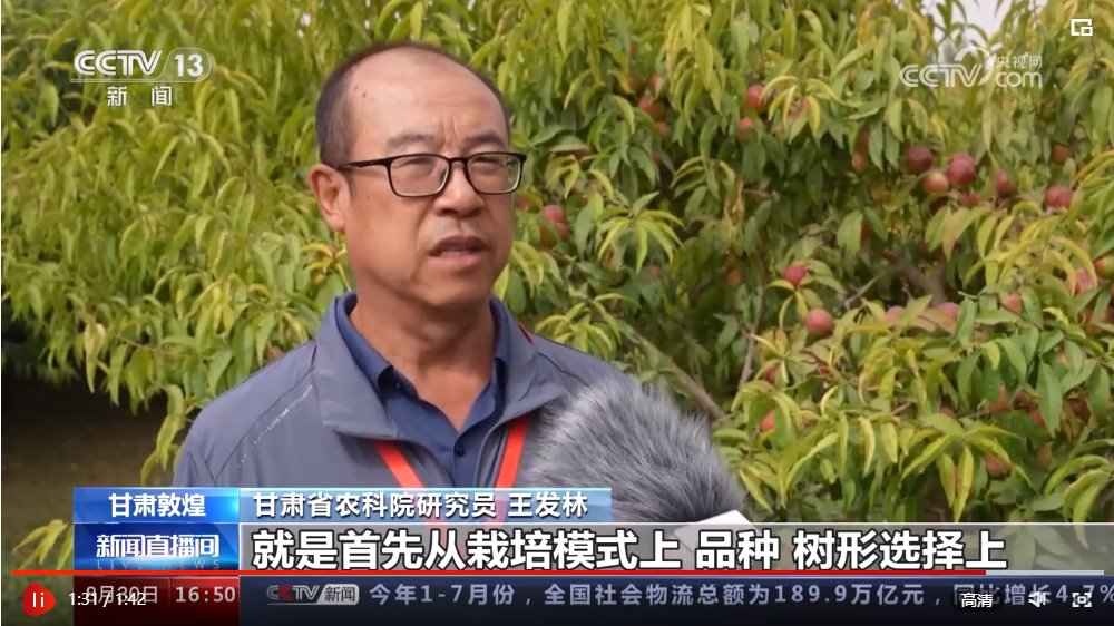 鸣沙山下桃芬芳 万亩油桃丰收带动农户增收