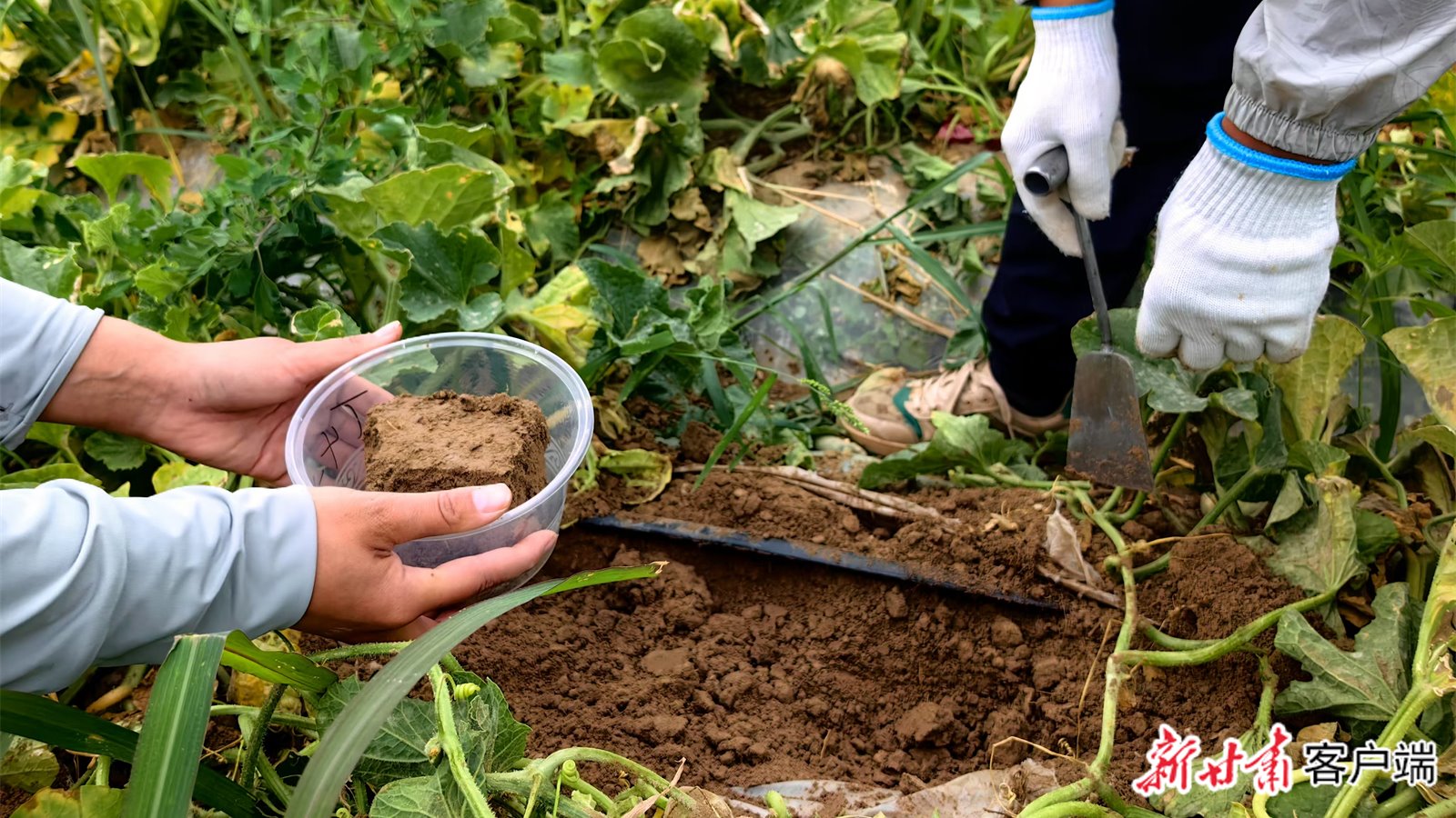 【新甘肃】民勤：推广河水灌溉 蜜瓜产业提质增效