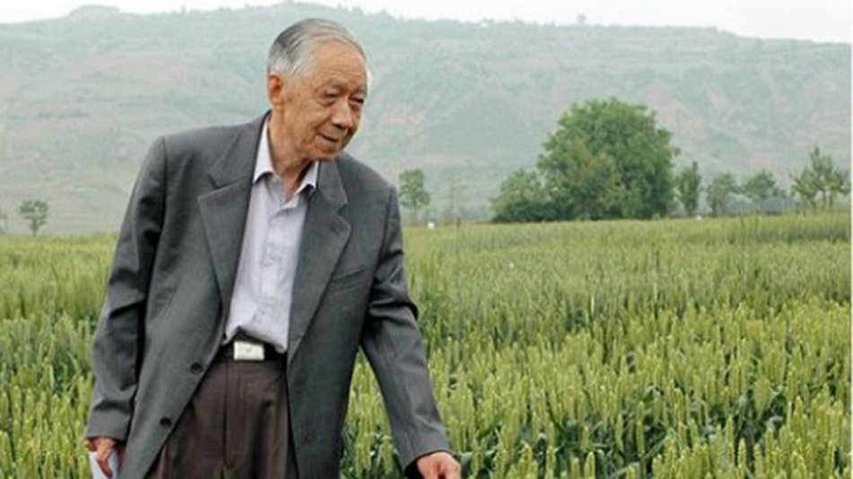 守护粮食安全系列报道之一 |麦田里的“粮”心守护者——记“陇原育种王”周祥椿