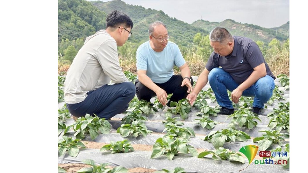 【中国青年网】【青春华章·重走西北角】三代科研人的“薯光接力”
