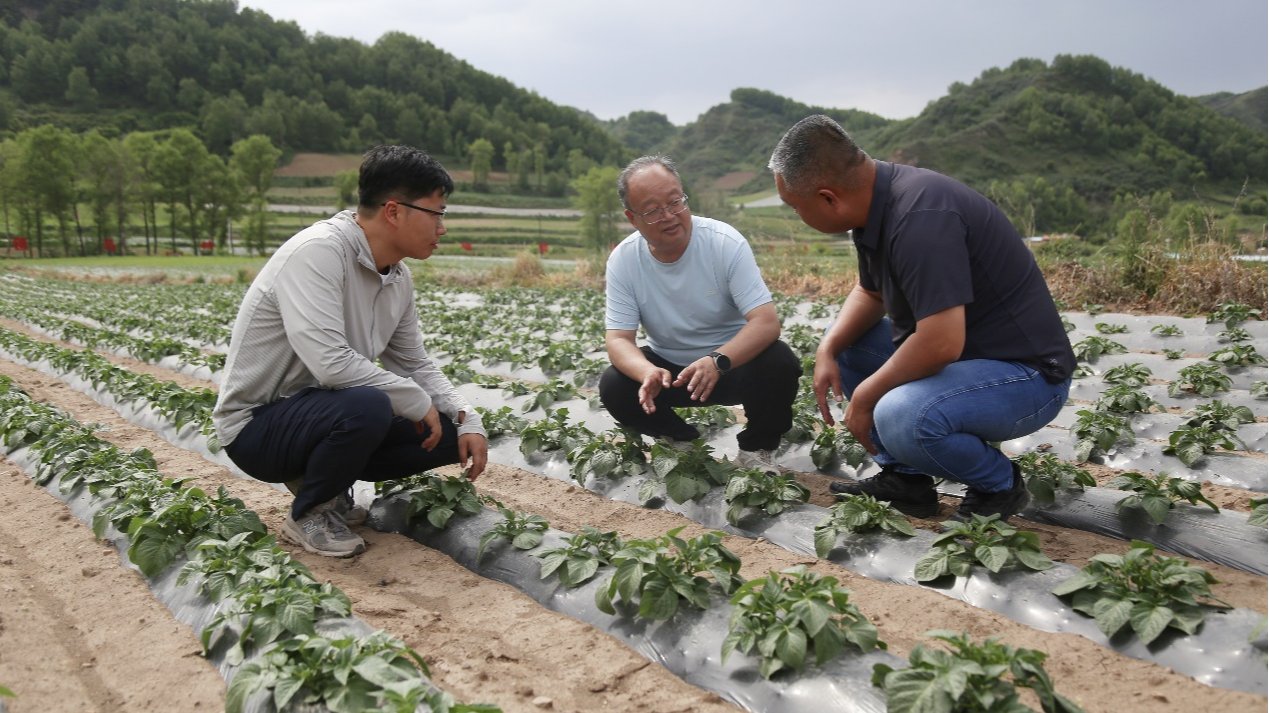 【新甘肃】【甘快看·青春华章·重走西北角】“青春华章 · 重走西北角”：黄土地里的“薯”光